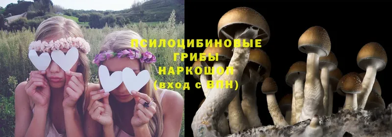 где продают наркотики  Болхов  Галлюциногенные грибы Psilocybe 